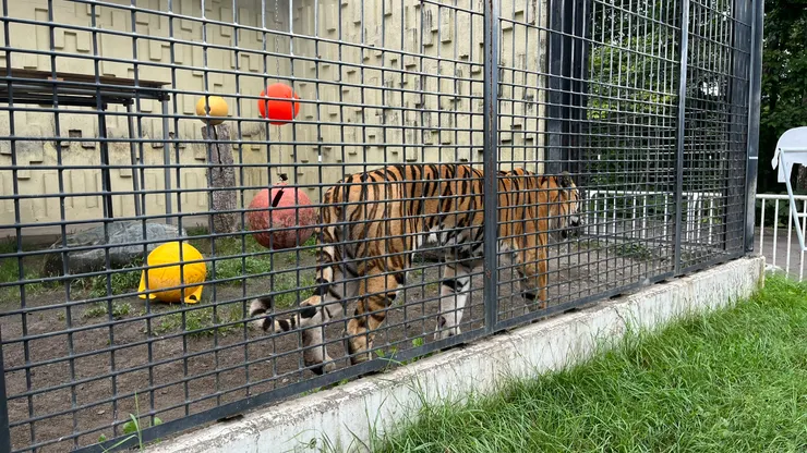 感覺根本就是一隻大貓咪。