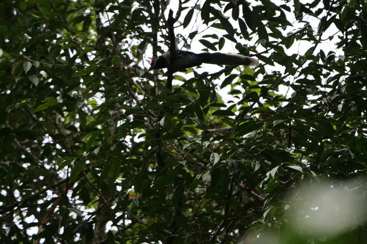 終於看到Red-faced Malkoha 斯里蘭卡獨有種