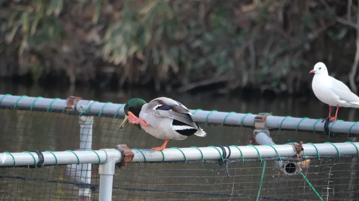 第一次看到綠頭鴨的橙色腿