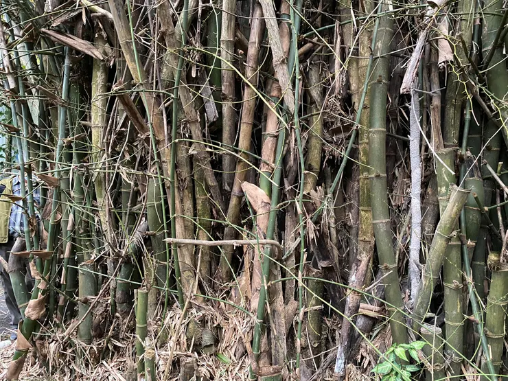 刺竹竹節細密，且會轉彎，形成天然屏障 2022.5.29拍攝