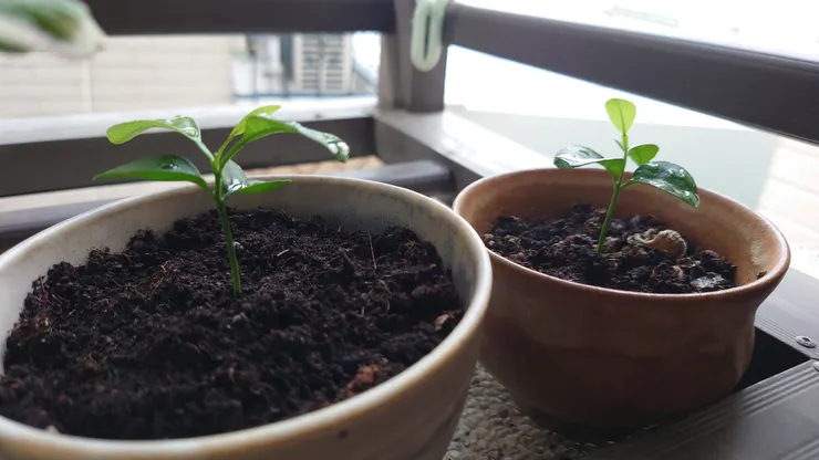 橘子兄妹需要獨立空間（2025/04/26攝）