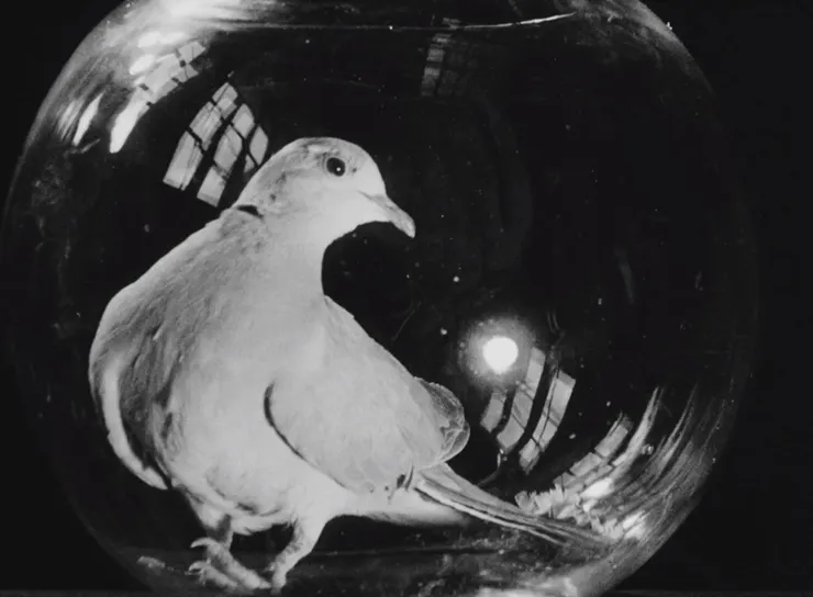 Diary of a Pregnant Woman, 1958