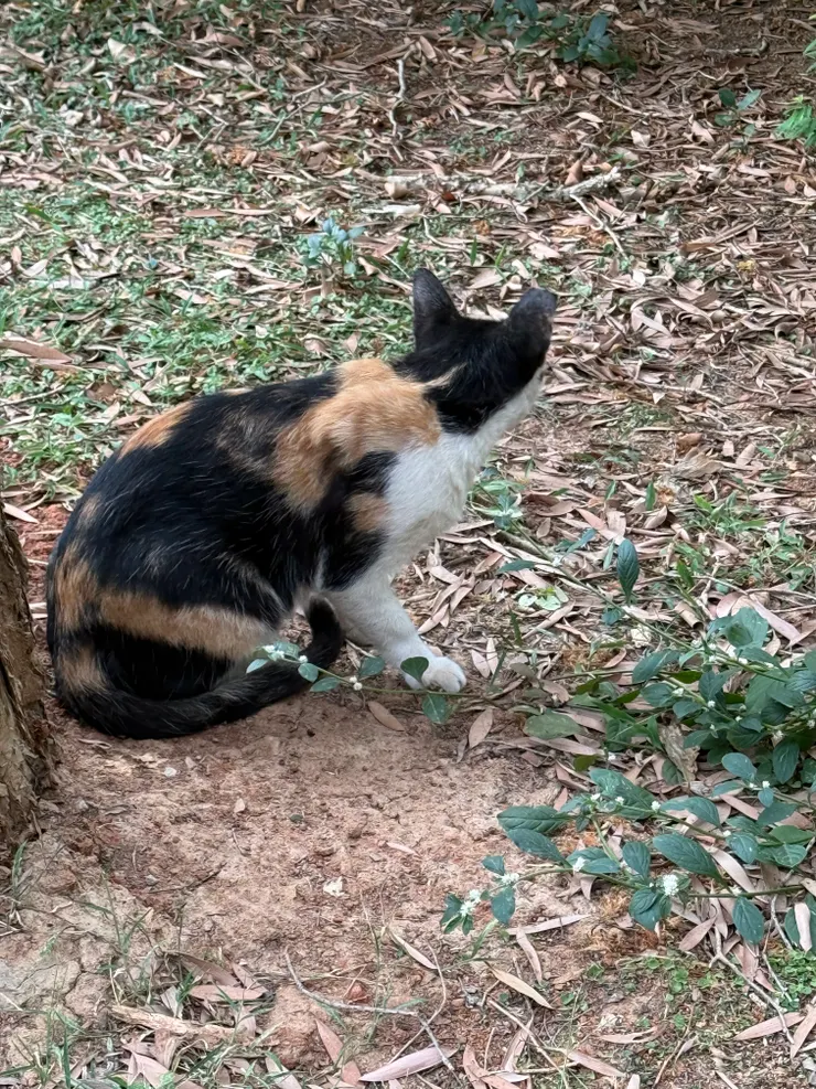 2025/09/10 貓貓一號