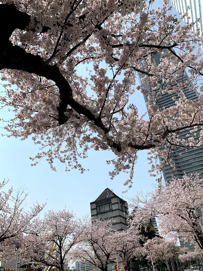 仰望櫻花與高樓交錯 城市不語,櫻花替它開了一個春天。