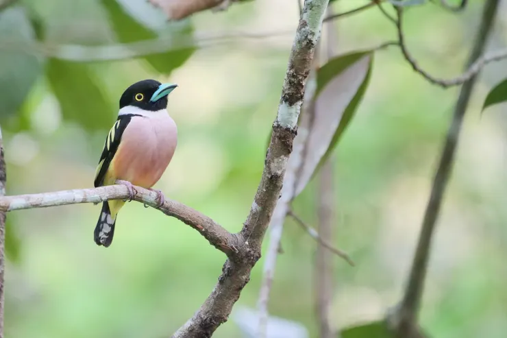黑黃闊嘴鳥 Black-and-yellow broadbill