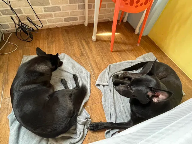 寵物不能上床,玩累了在地板鋪個毯子都很好睡。