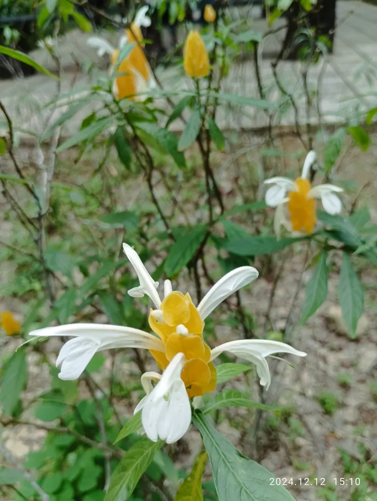 金苞花俗名黃蝦花似穿白袖