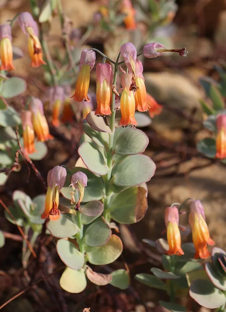 白姬之舞。由 Michael Wolf, Penig, CC BY-SA 3.0