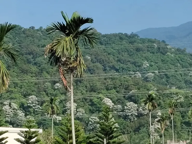 從我家望出去的山景