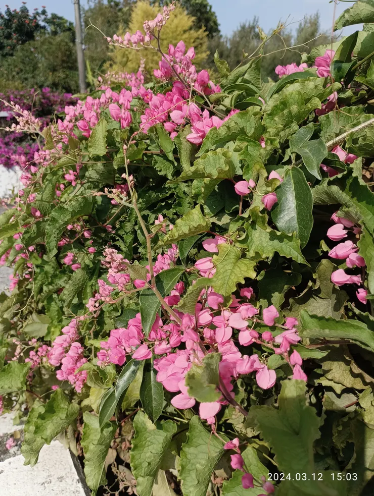 一戶家門前的“珊瑚藤”