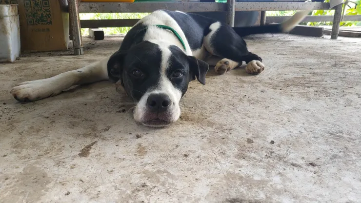 Good bye, Buddy. Thank you for the wonderful time you gave us.