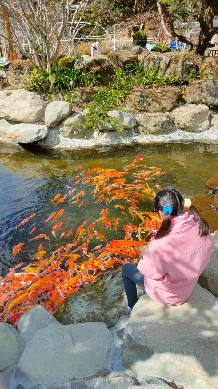 花卉中心 整修的魚池