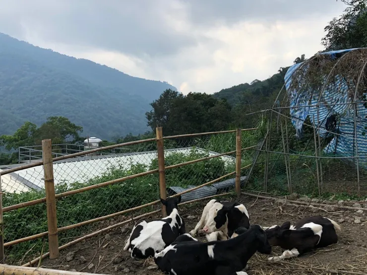 里佳大牧場~全是公牛喔~
