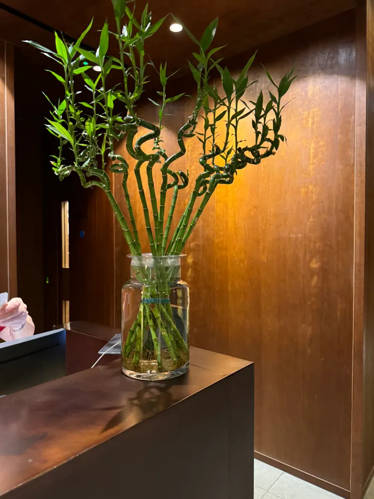 開門就是竹子迎接