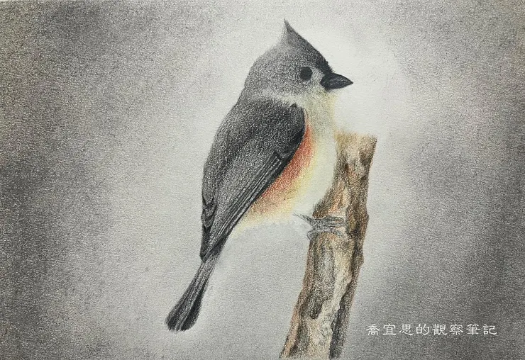 黑冠山雀，畫於2023.10.19