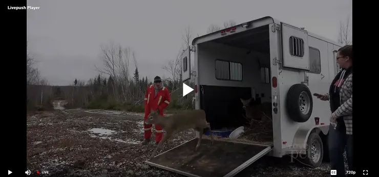 Love Pets (寵愛寵物)----點這裡前往線上收看