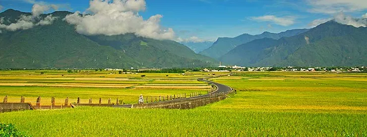 台九線池上金黃色稻田