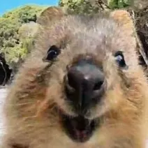 My Threads我的脆。