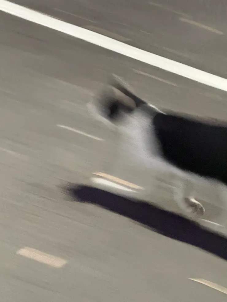 2026/02/23 去停車場路上看到的貓 (看到我就狂奔)