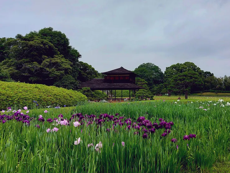 由花菖蒲畑回望流店
