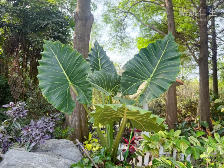 彰化田尾菁芳園|餐廳周圍觀音植物們