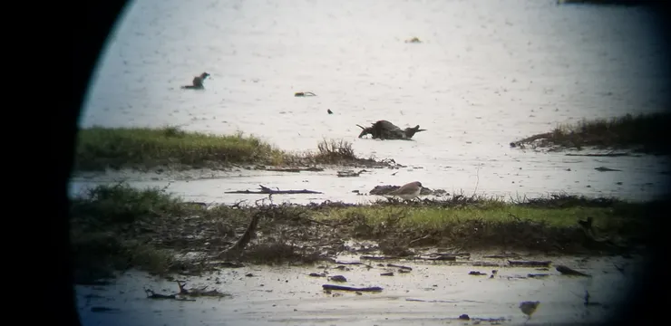 距離太遠時，會用手機把單筒望遠鏡的影像拍下來