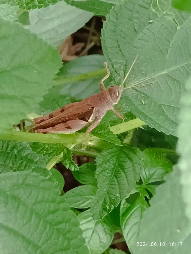 想是蚱蜢的一種吧！