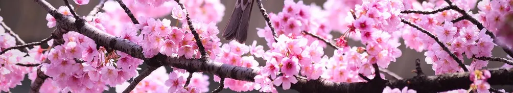 青老師的日本之窗的沙龍