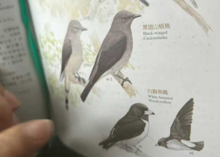 圖07 在這區第一次紀錄到的黑翅山椒鳥