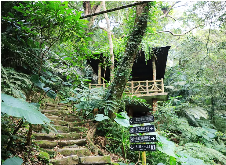 新北三峽.三峽景點.大板根原始森林區