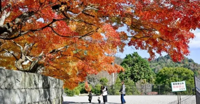 四國遍路沿途楓葉轉紅,旅人漫步在秋日陽光下的寺院前。