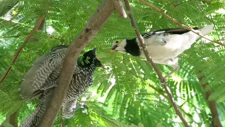 我的堂表兄由黑領椋鳥養母照顧