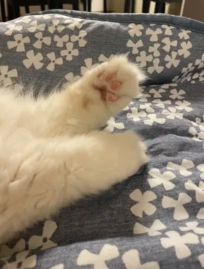 拍攝於2025年4月 細佬的「肉手」