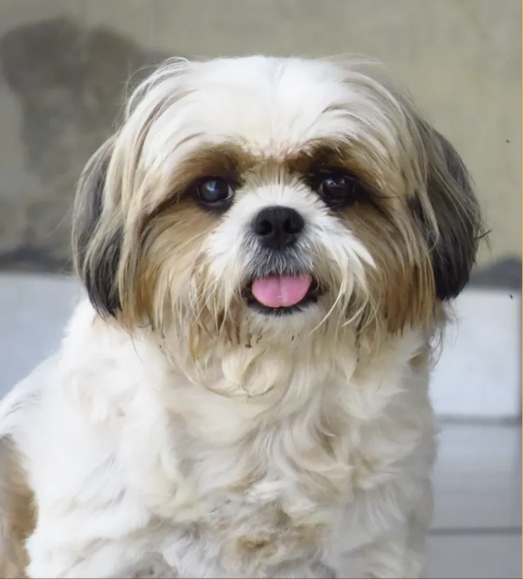 西施犬 https://doghealth.east.org.tw/dogs/shih-tzu/