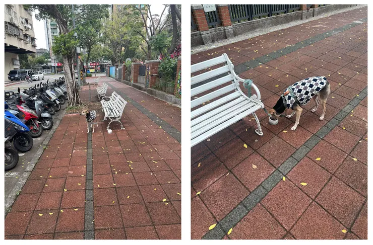早上的遛狗與吃飯