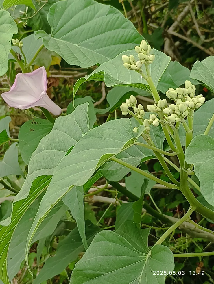 南國少見的“樹牽牛”自拍攝