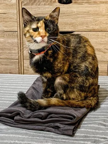 喜歡家人們的衣服,總是在摺衣服時湊熱鬧