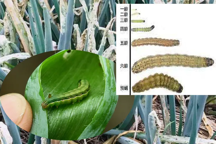 甜菜夜蛾危害蔥