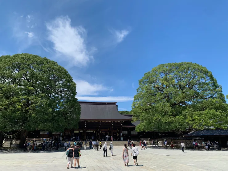 明治神宮的這兩棵樹,真的好漂亮!