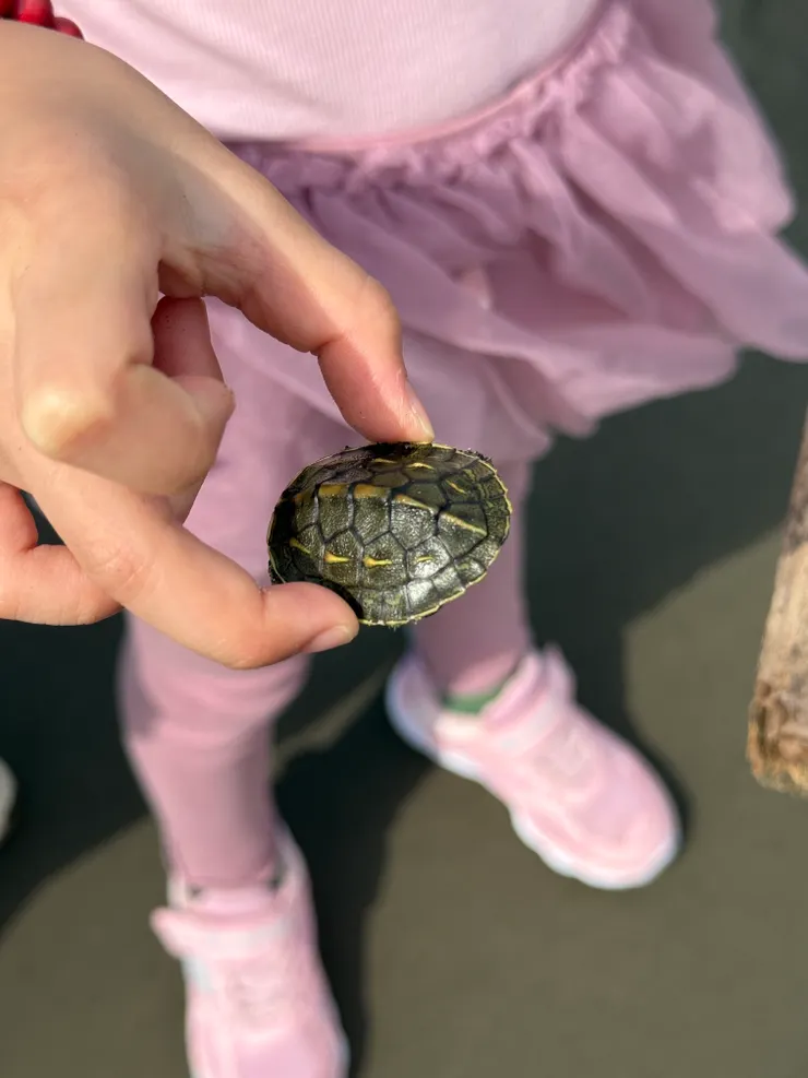 拍攝於2025/07/28 烏龜