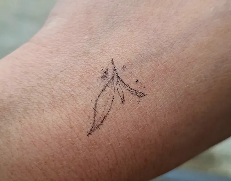 入園印章是茶葉的標誌