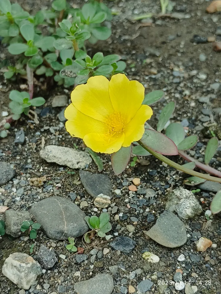 黃色的大花馬齒莧