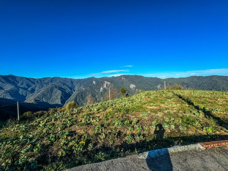 走往養老登山口的農地視野良好， 還有路旁的高麗菜們