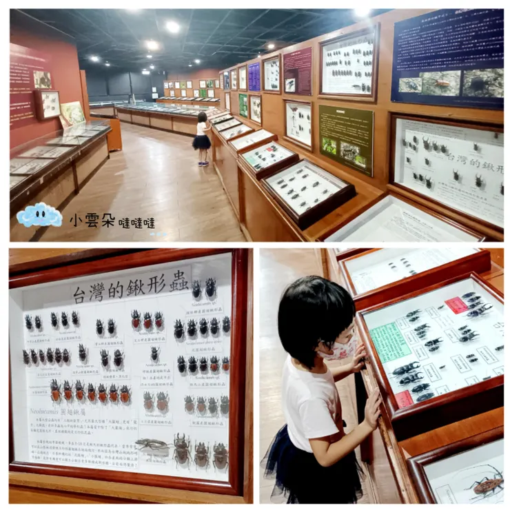 二樓的世界珍奇昆蟲標本館空間很大