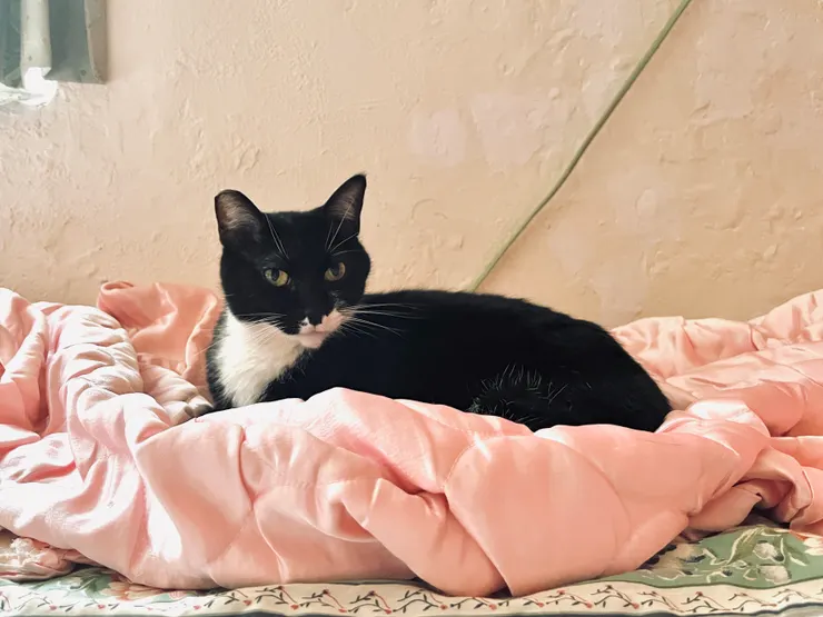 話最多的一美，總是喜歡喵喵叫。