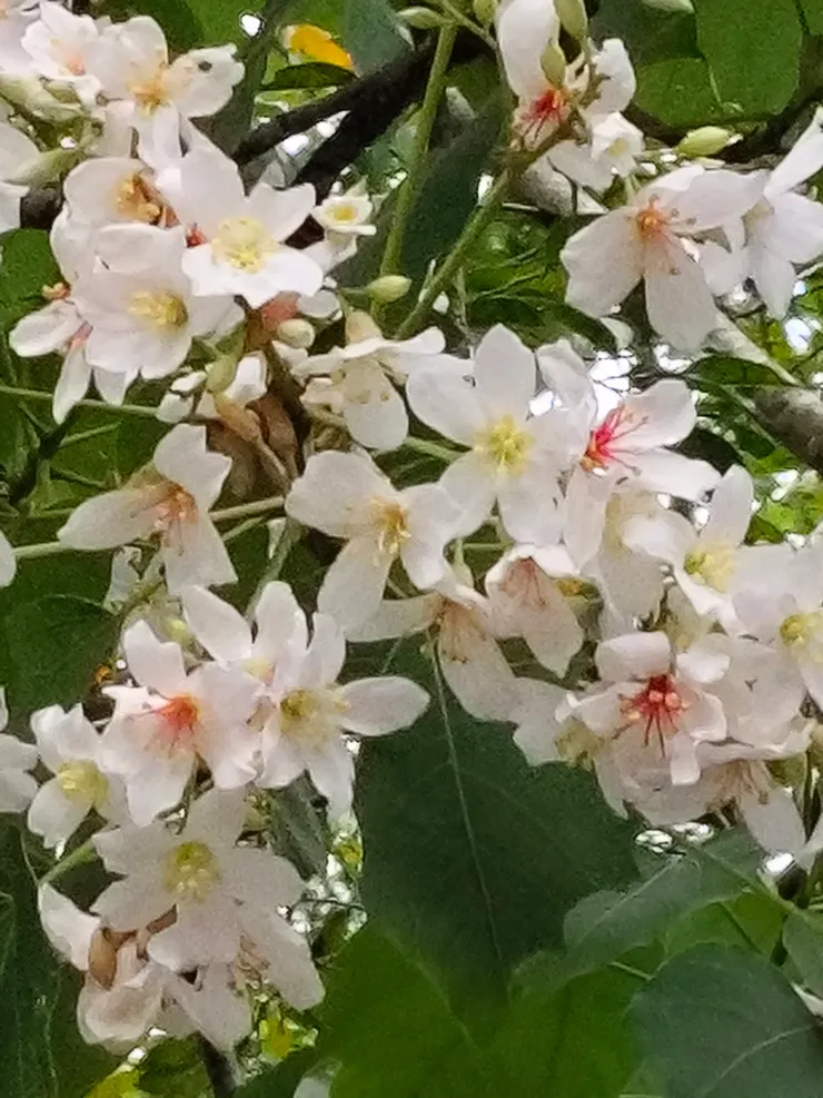 花蕊有紅黃兩色