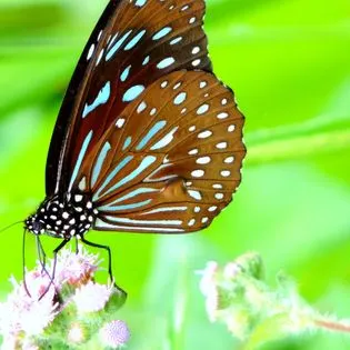 麻吉拍攝於 幸福農場