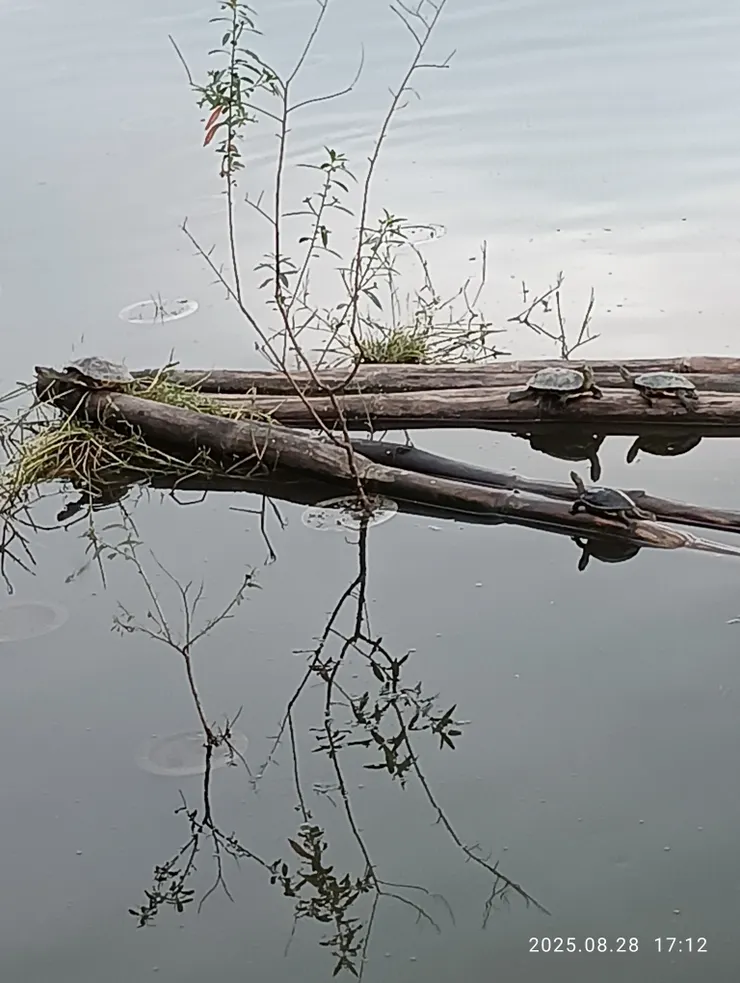 浮木龜棲水映身，龜喻歸