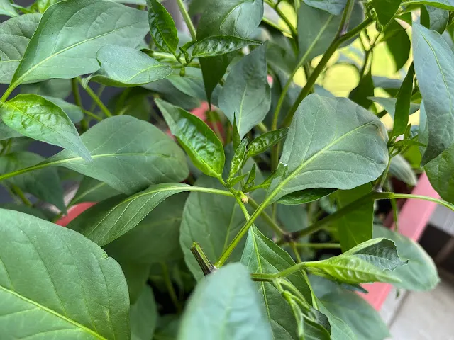 左邊盆栽 發現花苞