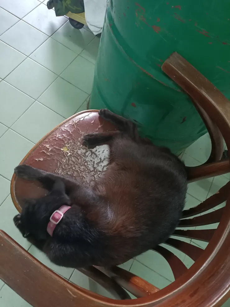 我的位置被貓貓霸佔了